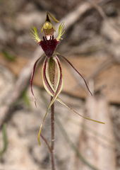 Caladenia septuosa