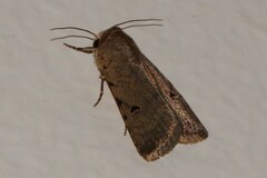 Caradrina atriluna