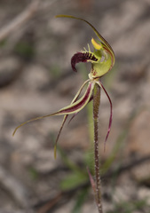 Caladenia septuosa