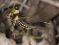 Caladenia septuosa