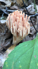 Ramaria formosa