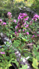 Lespedeza virginica