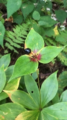 Medeola virginiana