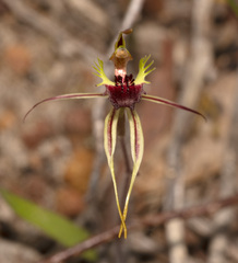 Caladenia septuosa