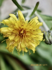 Hieracium morii