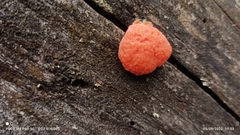 Tubifera ferruginosa