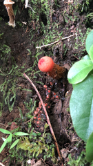 Calostoma cinnabarinum