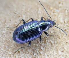 Bembidion argenteolum