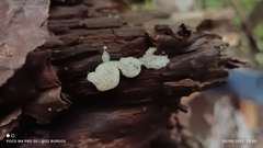 Ceratiomyxa fruticulosa