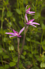 Caladenia latifolia