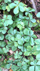 Potentilla canadensis