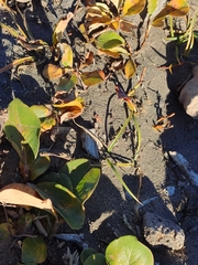 Salix arctica