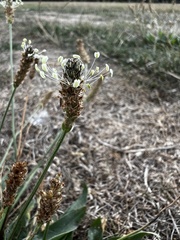 Plantago lanceolata