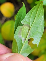 Parallelodiplosis subtruncata