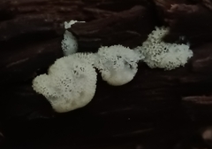 Ceratiomyxa fruticulosa