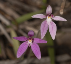 Caladenia latifolia