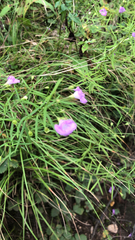 Agalinis tenuifolia