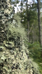 Usnea hirta