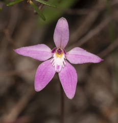 Caladenia latifolia