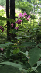 Lespedeza bicolor