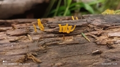 Dacrymyces spathularia