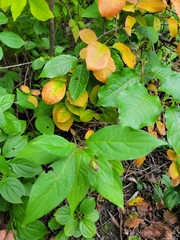 Parallelodiplosis subtruncata