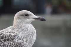 Larus
