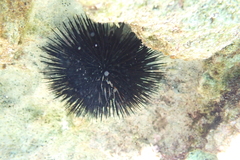 Echinoidea