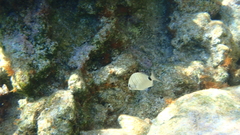 Diplodus sargus