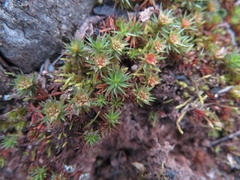 Polytrichum juniperinum