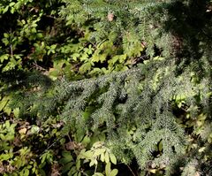 Picea jezoensis jezoensis