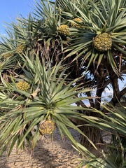 Pandanus tectorius