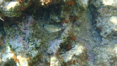 Diplodus sargus