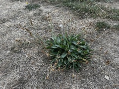 Plantago lanceolata