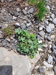 Alchemilla mollis