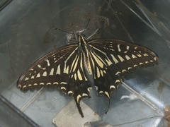 Papilio xuthus