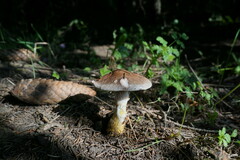 Gomphidius glutinosus