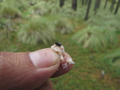 Dendroctonus adjunctus