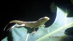 Calotes versicolor