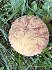 Suillellus luridus
