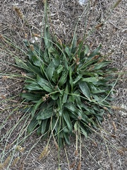 Plantago lanceolata
