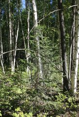 Picea jezoensis jezoensis