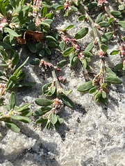 Polygonum