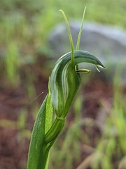 Pterostylis foliata
