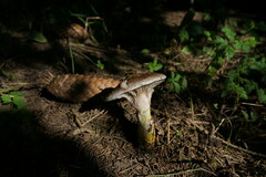 Gomphidius glutinosus