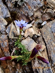 Gentiana arisanensis