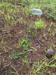 Pterostylis foliata