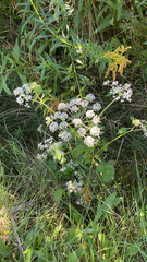 Heracleum sphondylium
