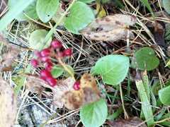 Pyrola asarifolia