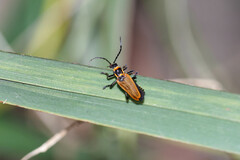 Chauliognathus flavipennis
